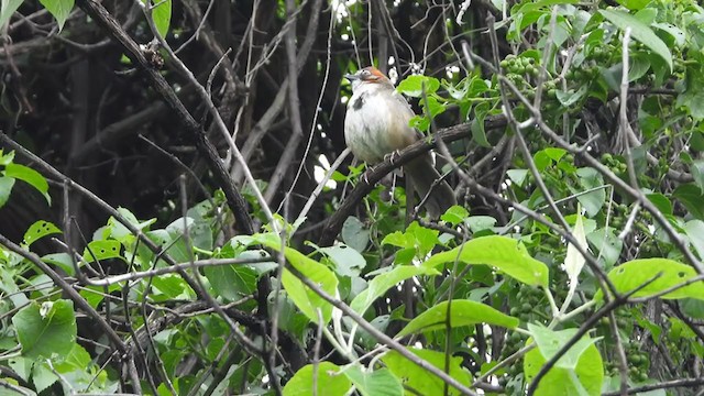 Rusty-crowned Ground-Sparrow - ML354485271