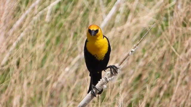 Yellow-headed Blackbird - ML354485301