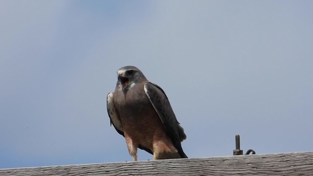 Swainson's Hawk - ML354486531