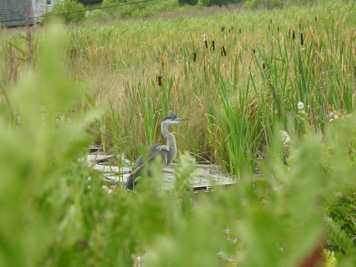 Great Blue Heron - ML354486721