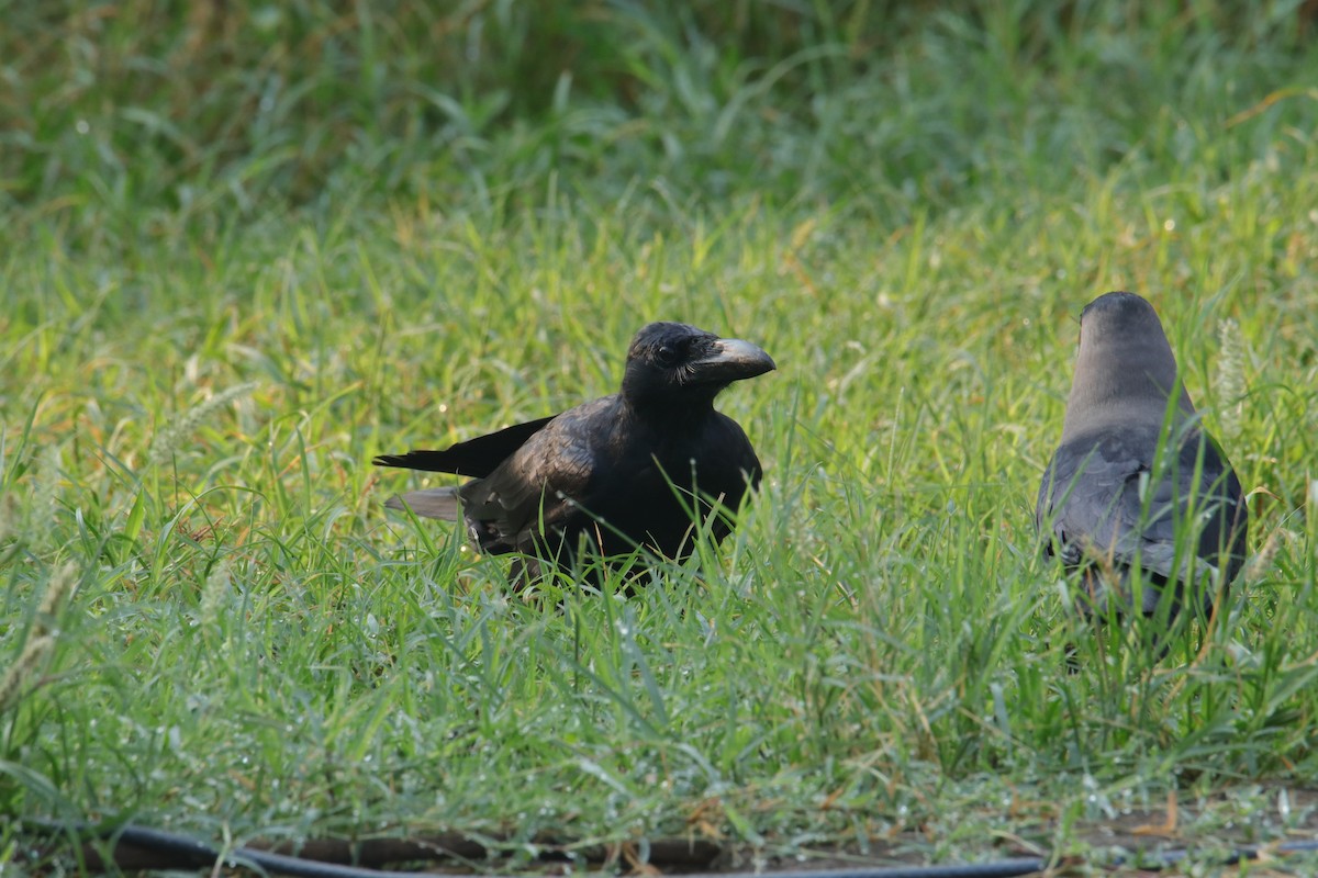 Large-billed Crow - Tosh Vids