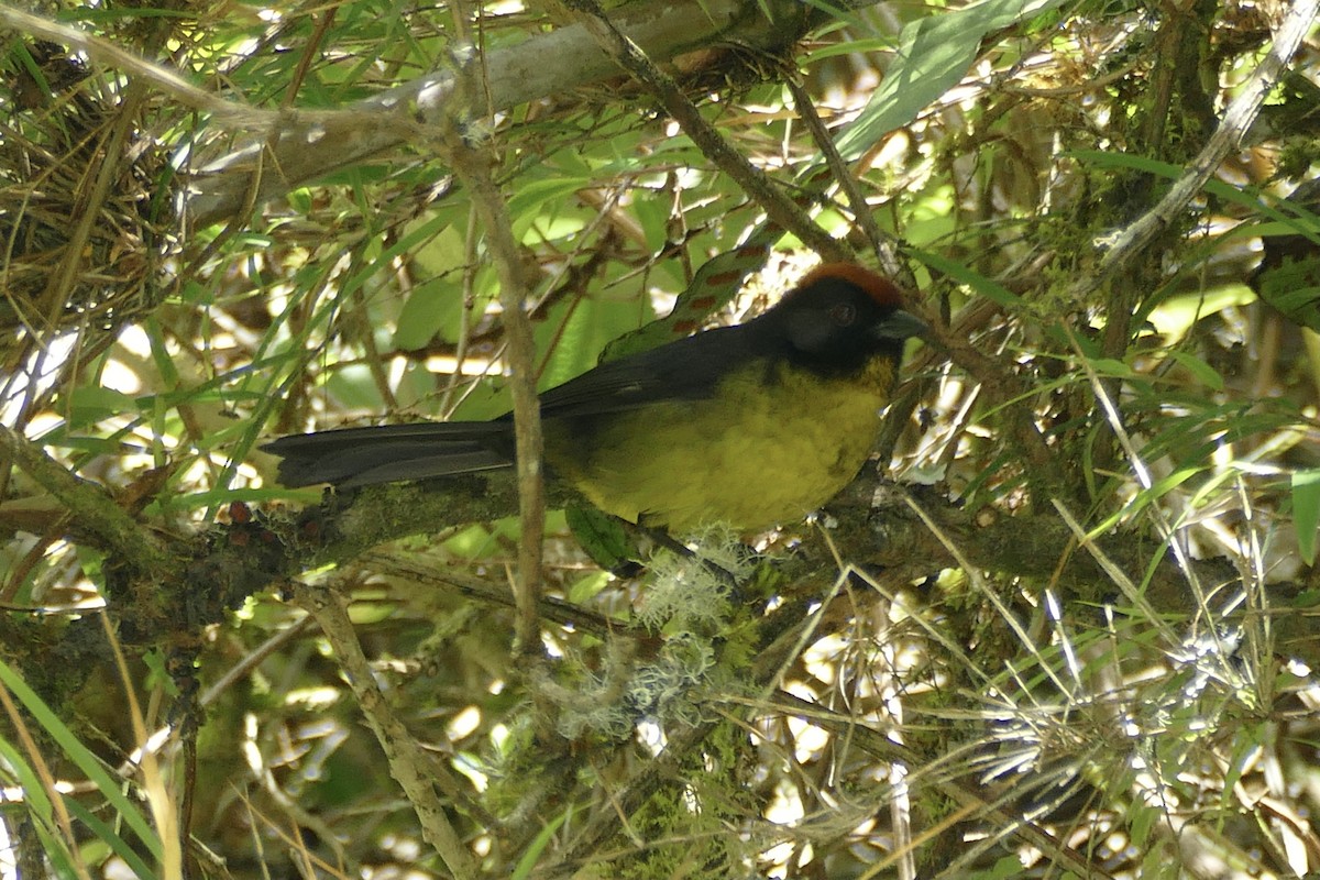 Black-faced Brushfinch - ML354492761