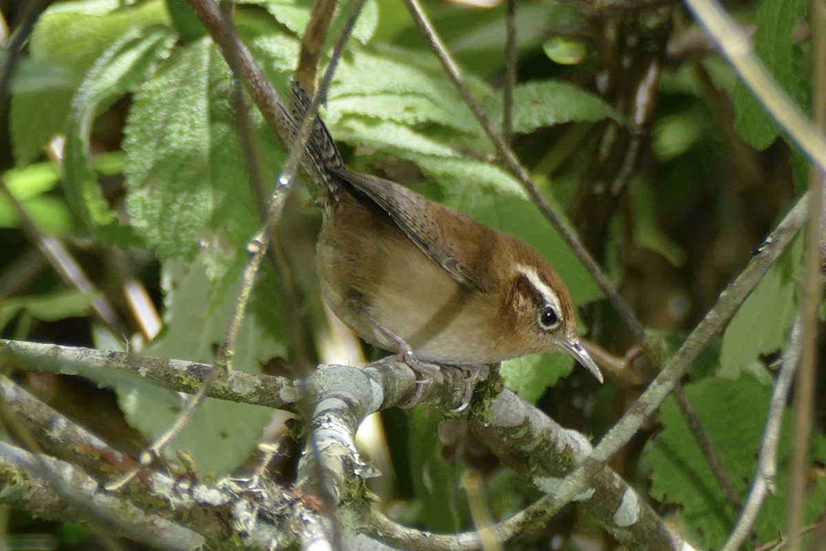 Fulvous Wren - ML354492931