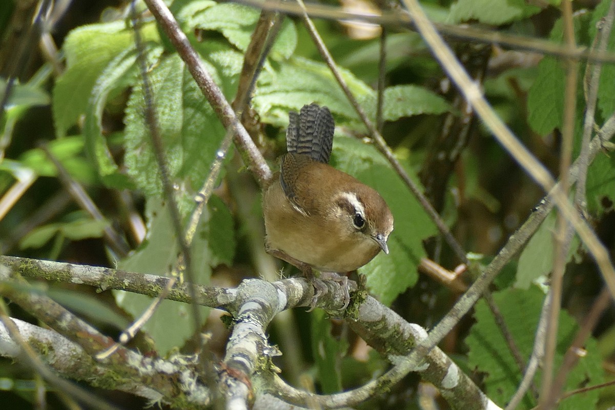 Fulvous Wren - ML354492941