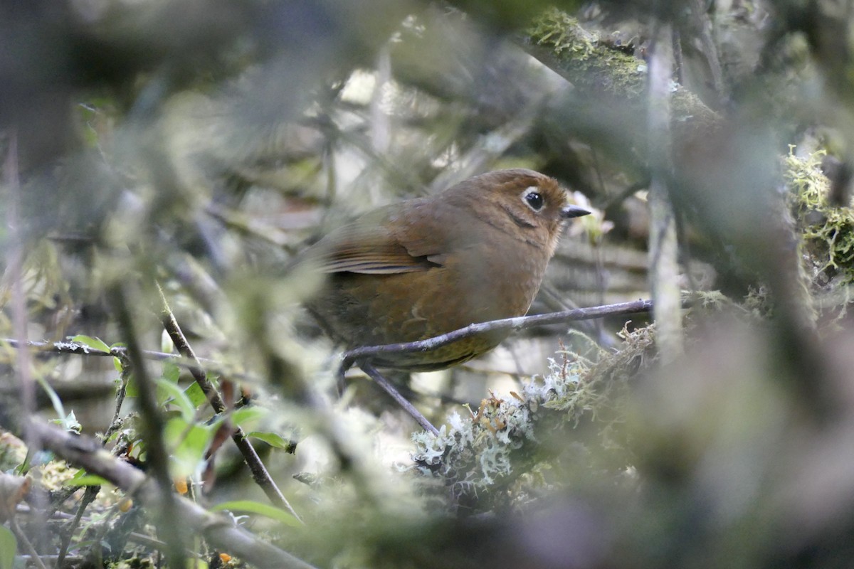 Puno Antpitta - ML354493581