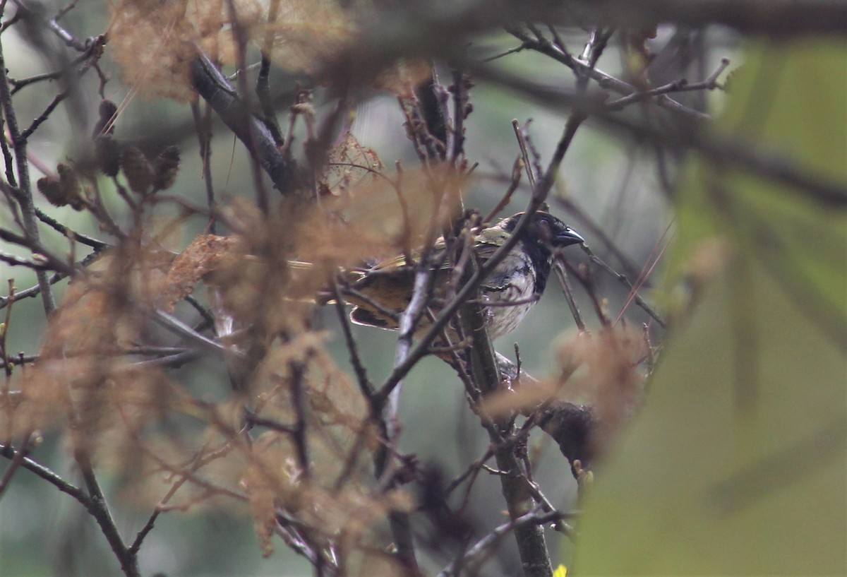 Spotted x Collared Towhee (hybrid) - ML354494381