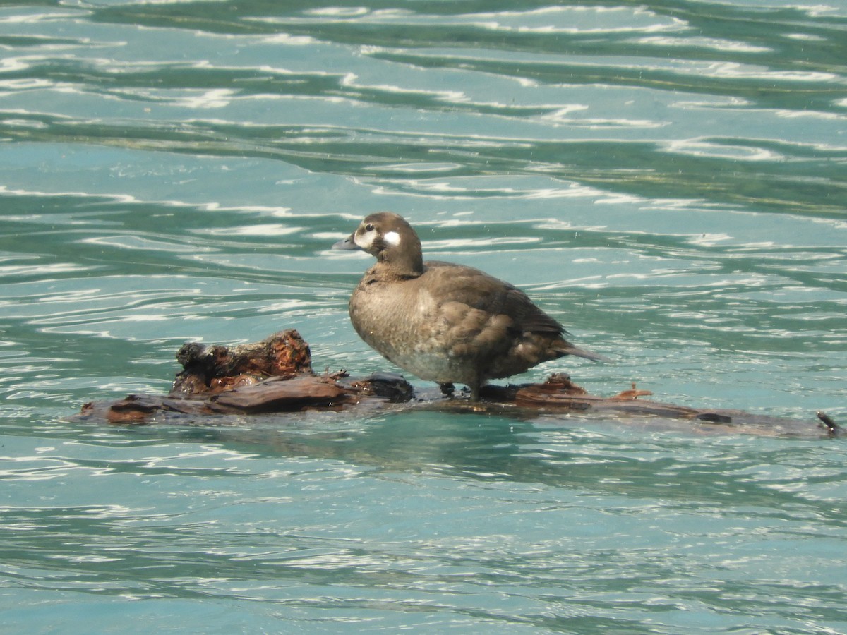 Harlequin Duck - ML354496831