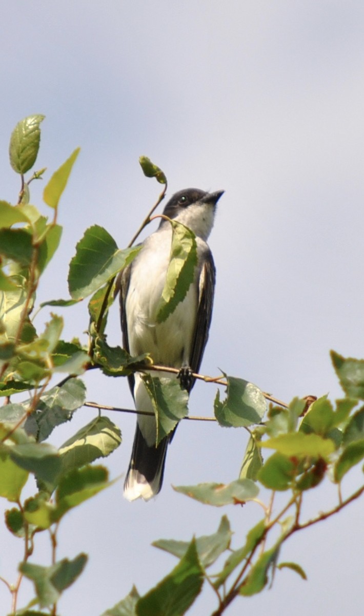 Eastern Kingbird - ML354497351