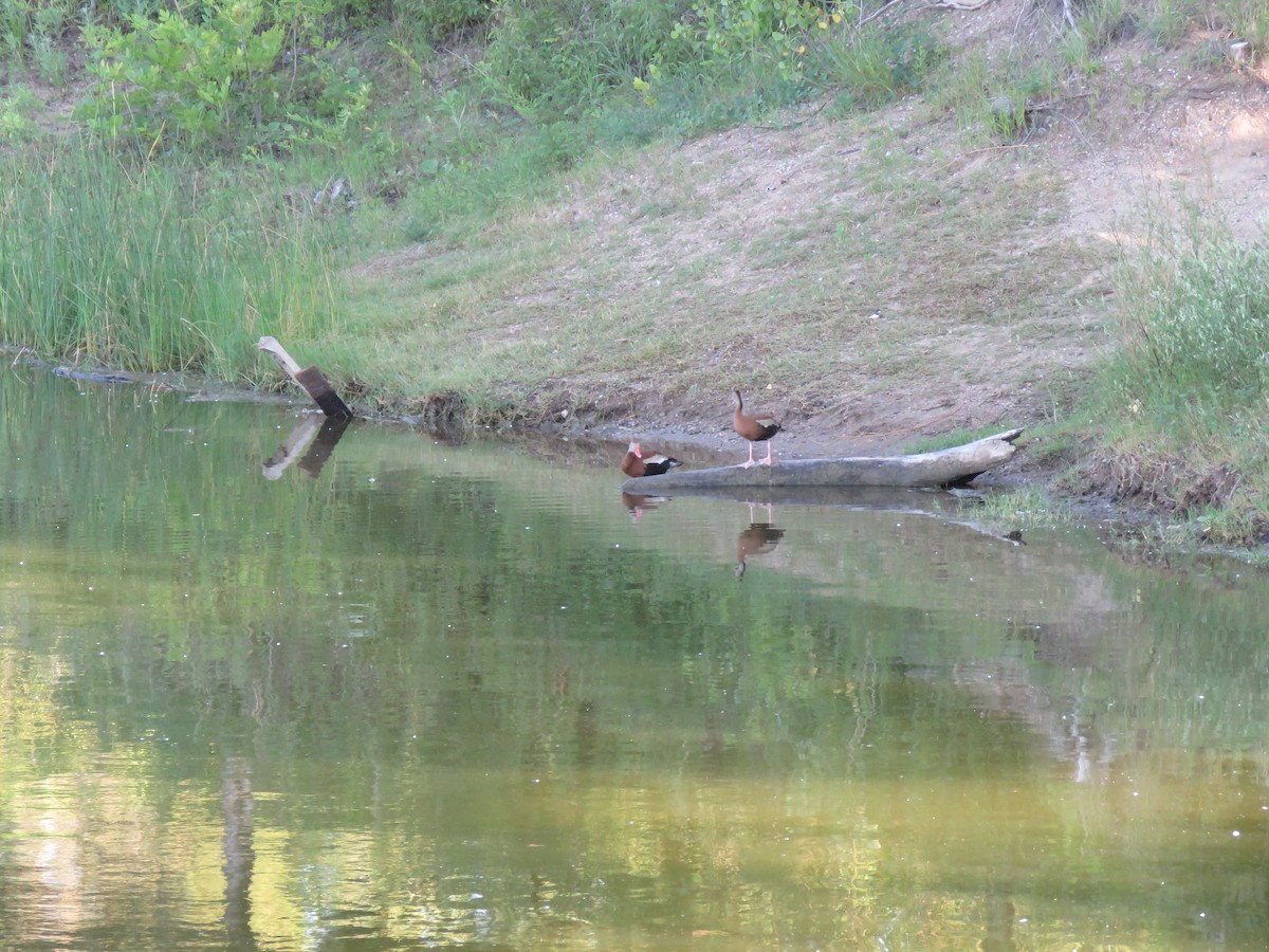 Black-bellied Whistling-Duck - ML354497821