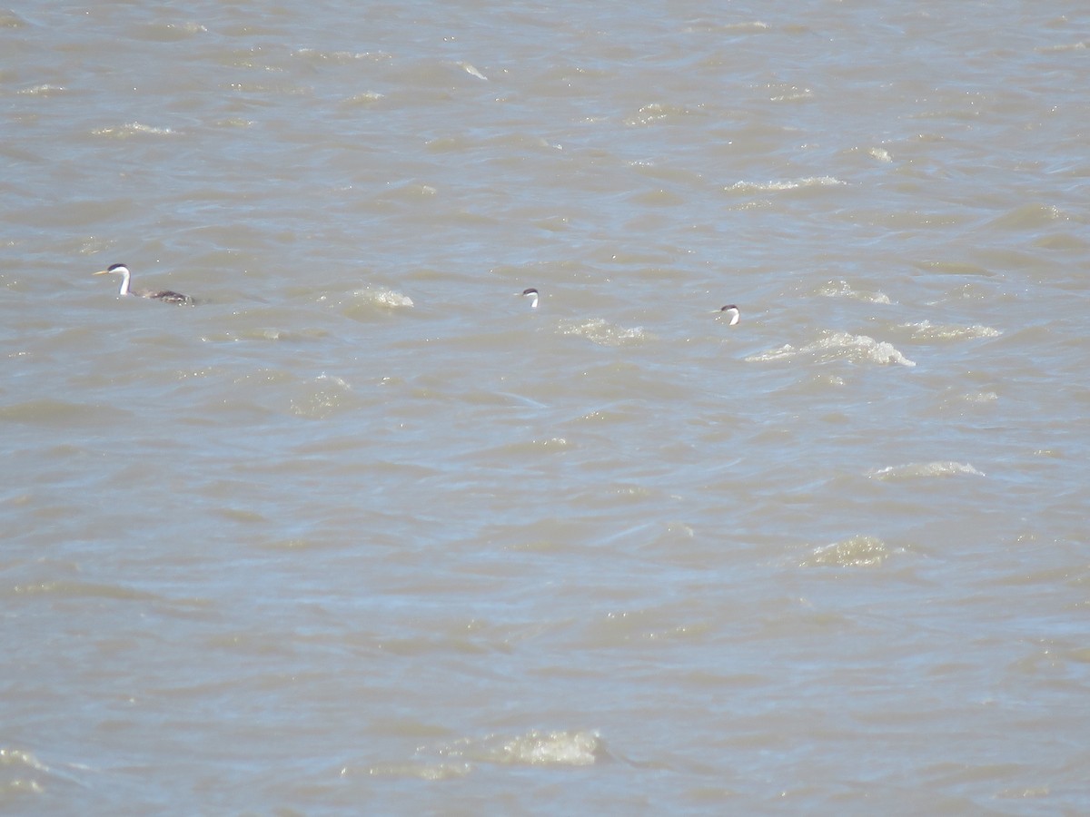 Western Grebe - ML354498241