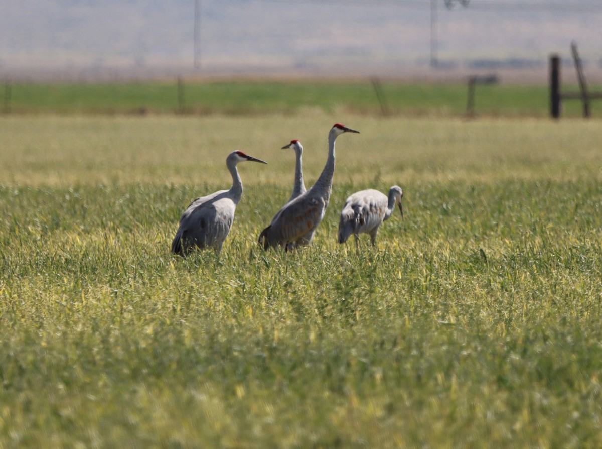 עגור קנדי - ML354498281