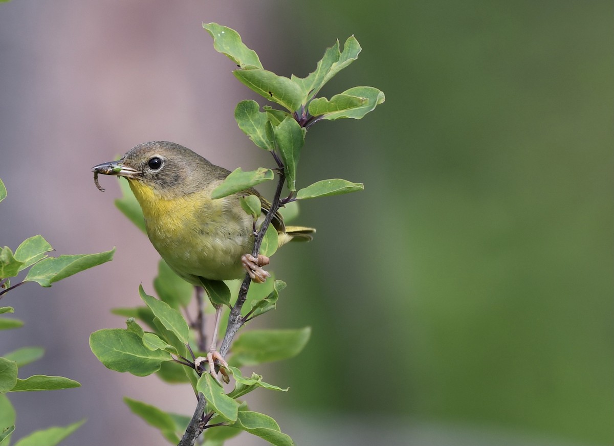 カオグロアメリカムシクイ - ML354498701