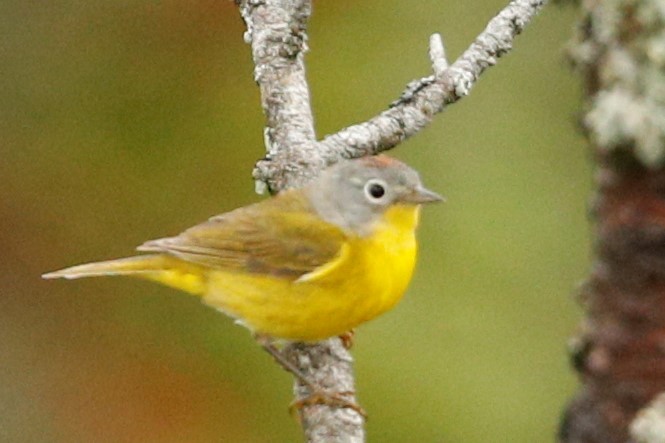 Nashville Warbler - ML354500001