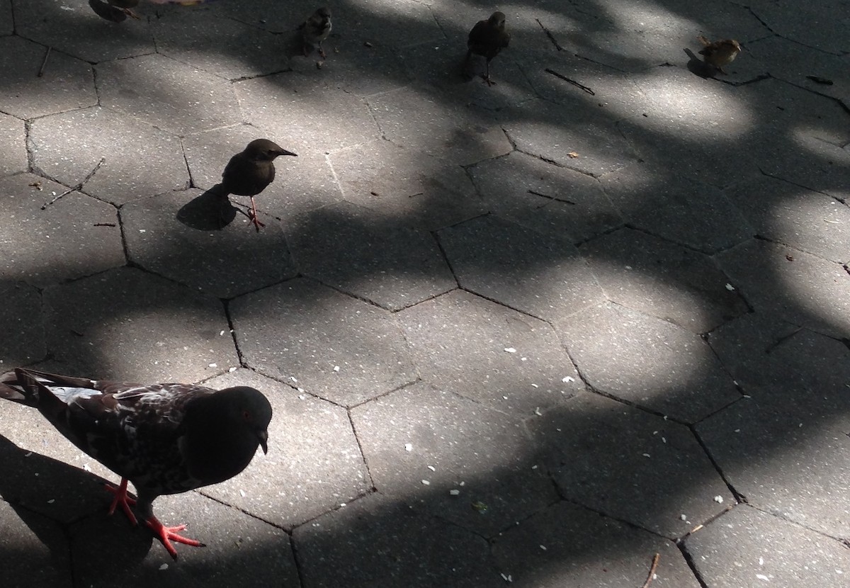 Rock Pigeon (Feral Pigeon) - ML354501051