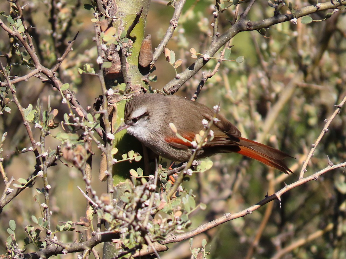 Stripe-crowned Spinetail - ML354501321