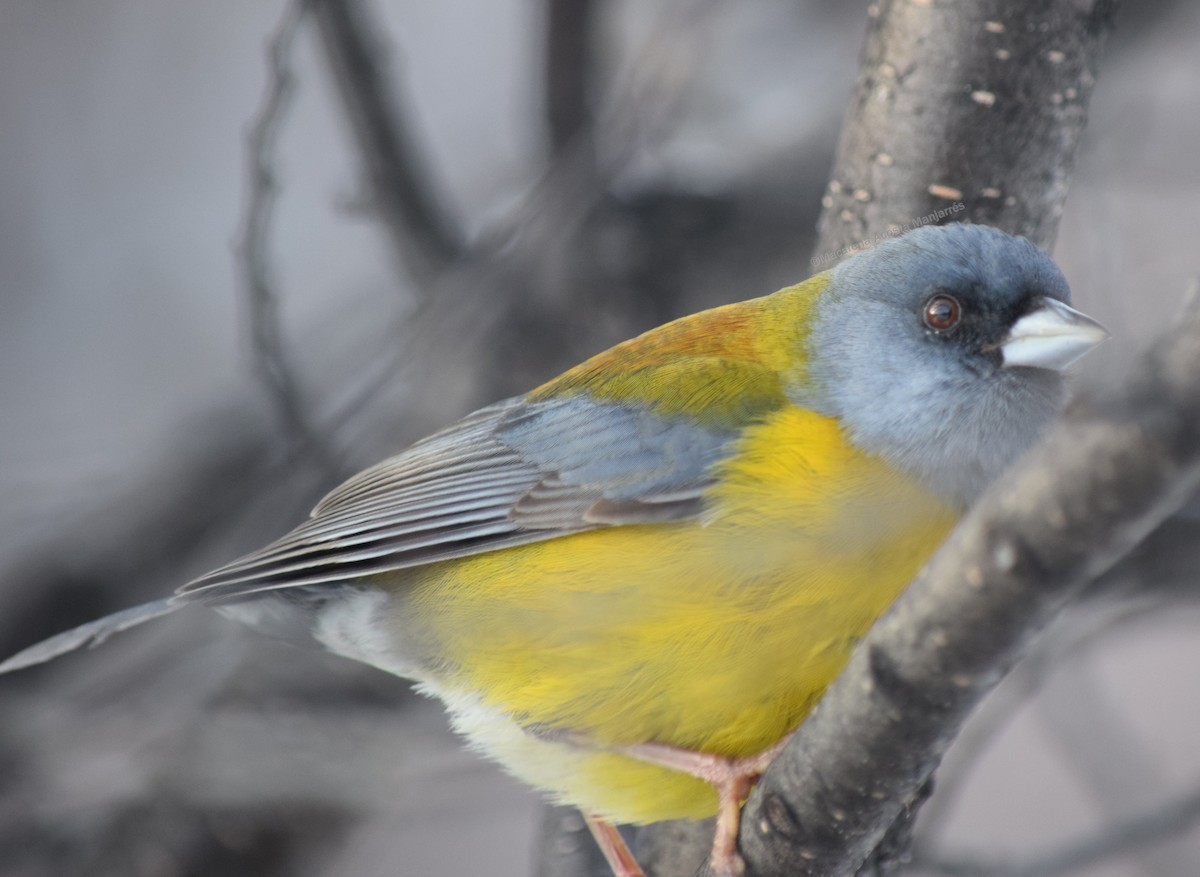 Patagonian Sierra Finch - ML354501401