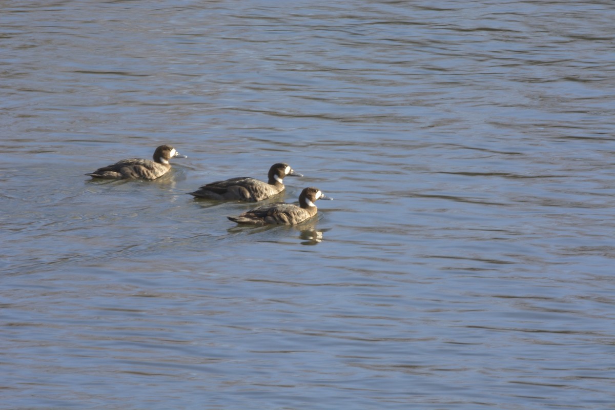 Spectacled Duck - ML354501531