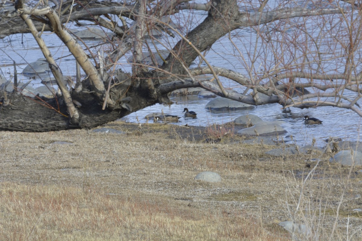 Spectacled Duck - ML354501551