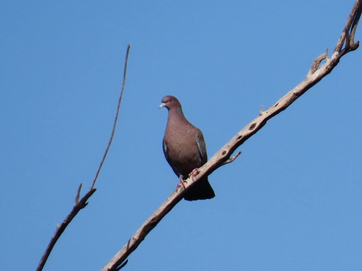 Picazuro Pigeon - ML354501631