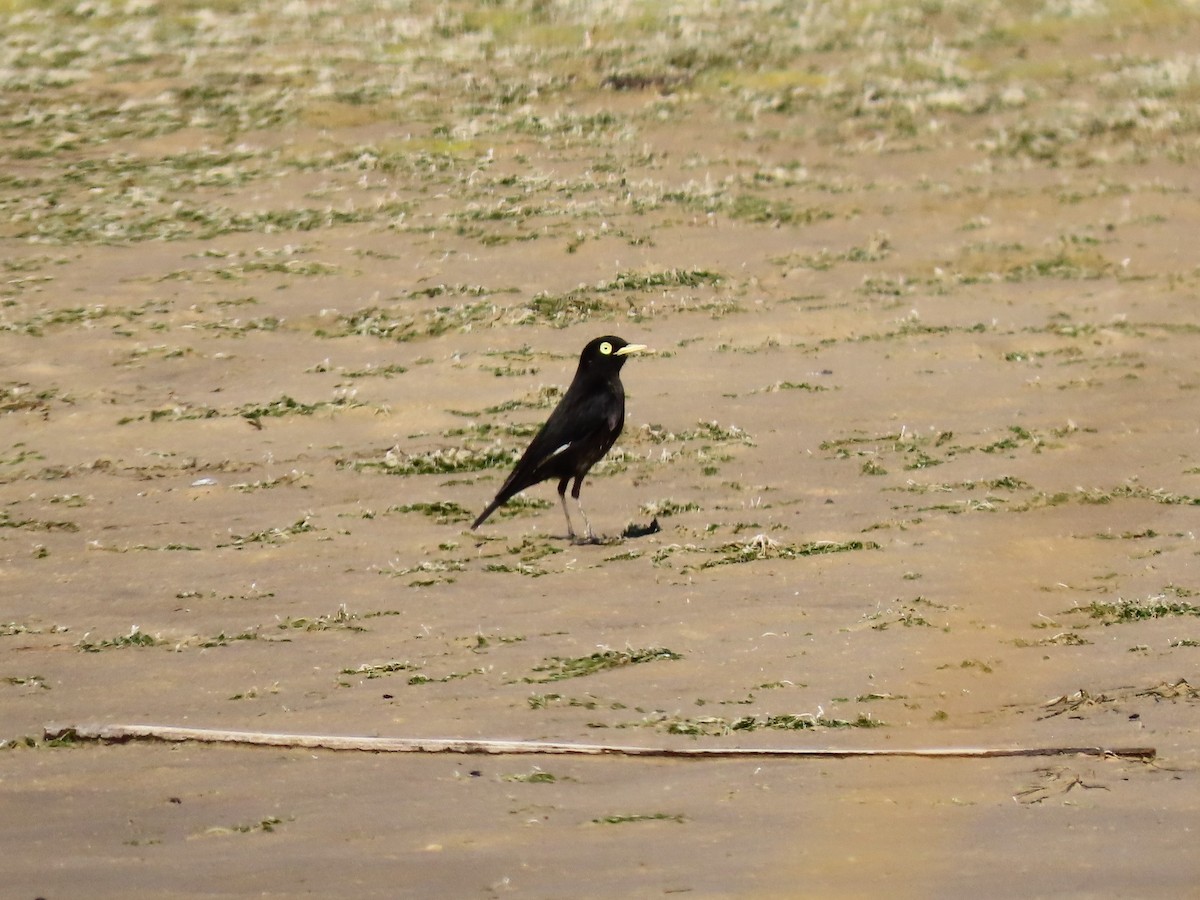 Spectacled Tyrant - ML354501671