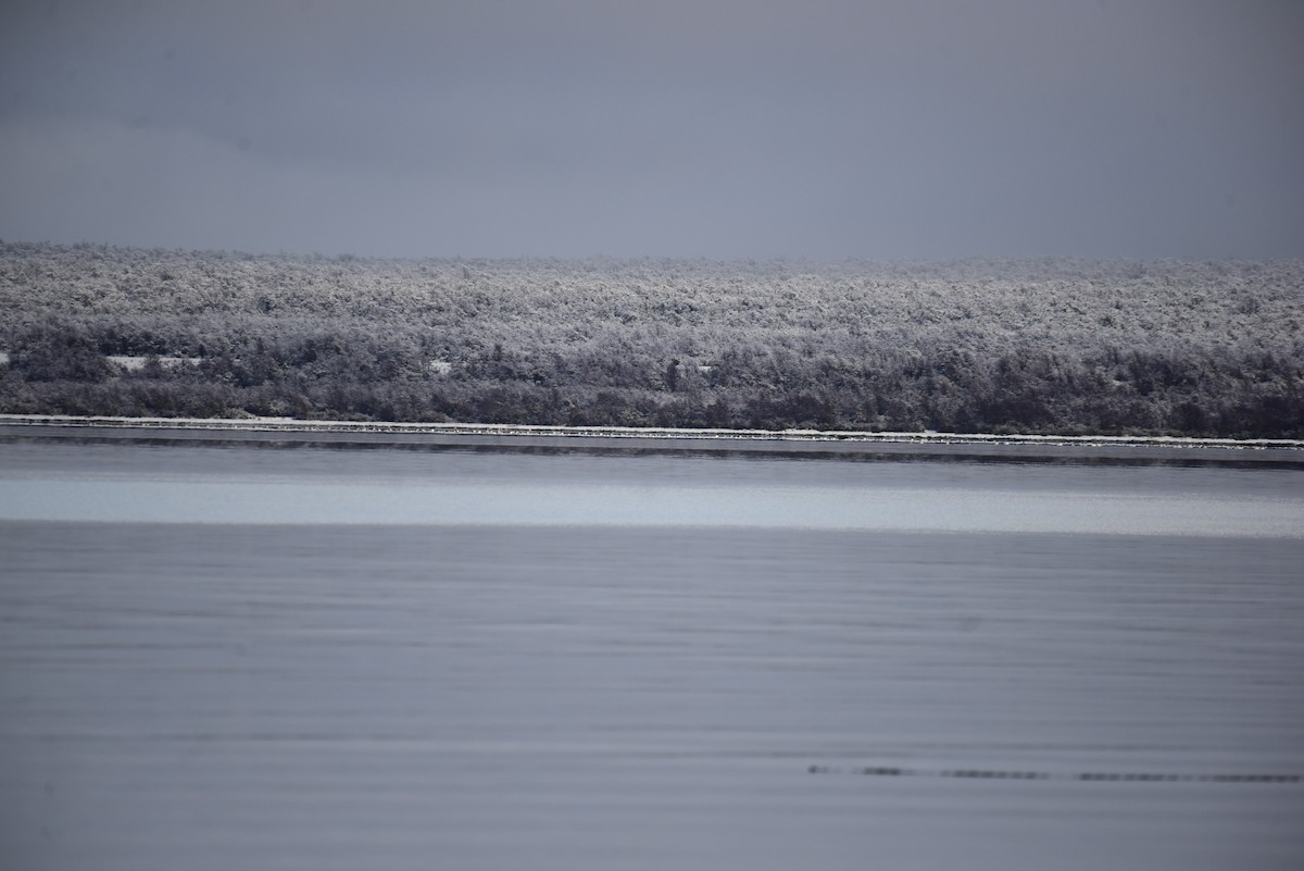 Black-necked Swan - ML354502351