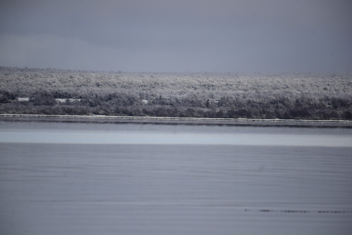 Black-necked Swan - ML354502361