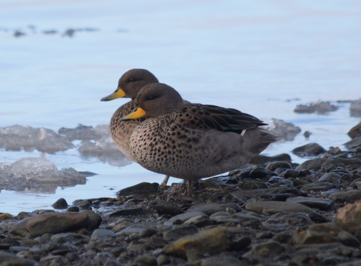 Yellow-billed Teal - ML354502971