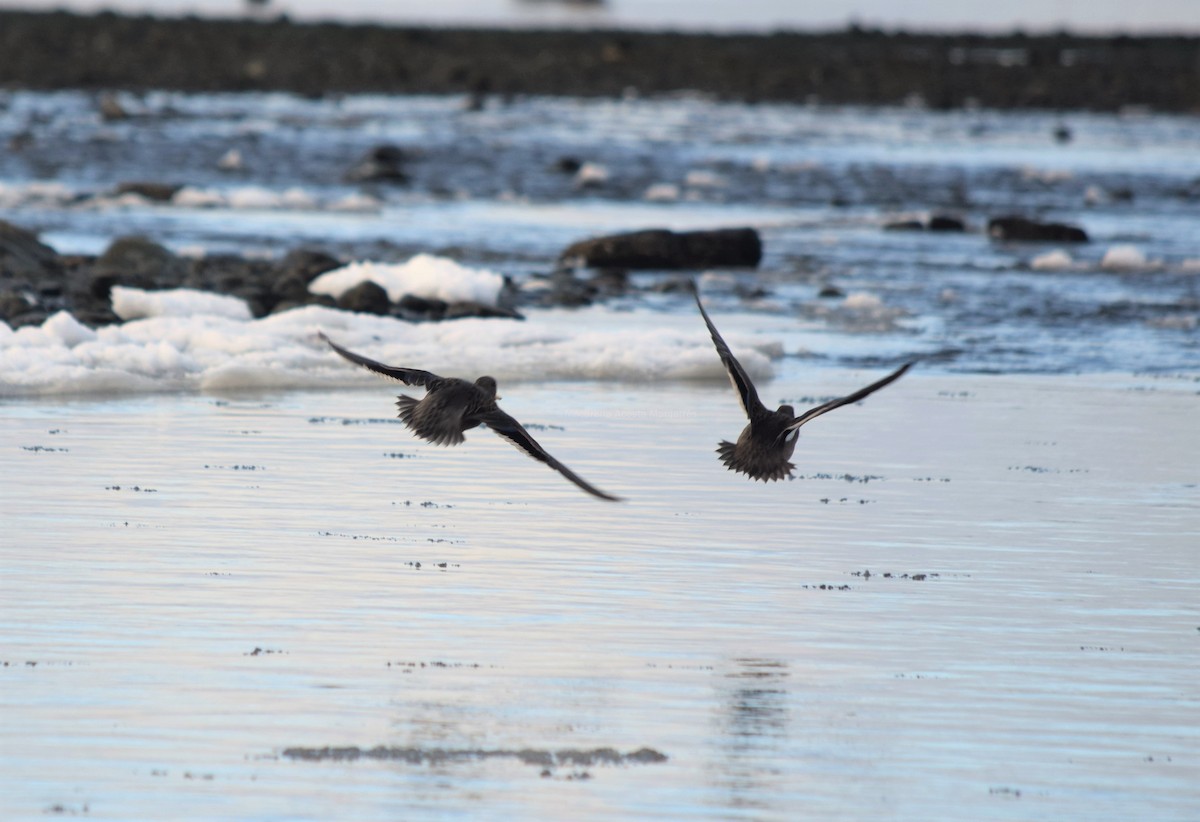 Yellow-billed Teal - ML354503001