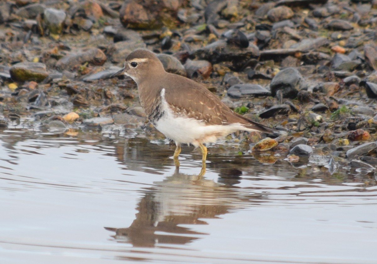 Rufous-chested Dotterel - ML354503051