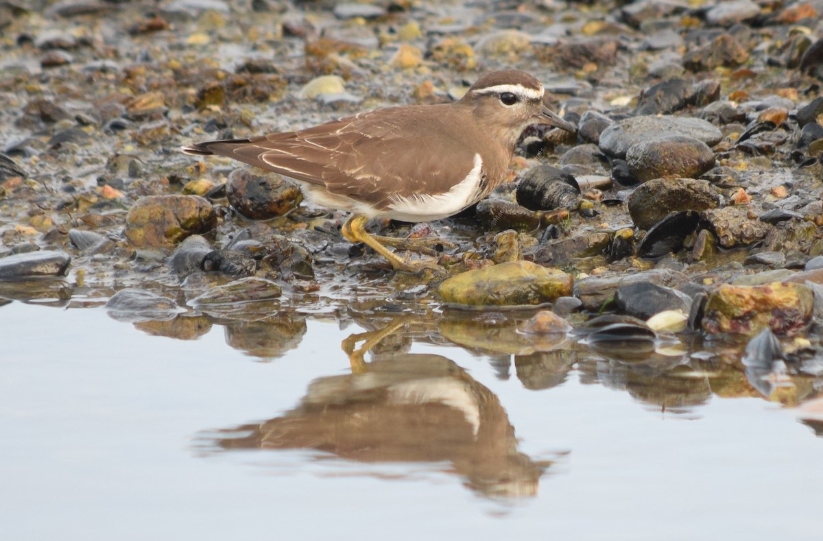 Rufous-chested Dotterel - ML354503091