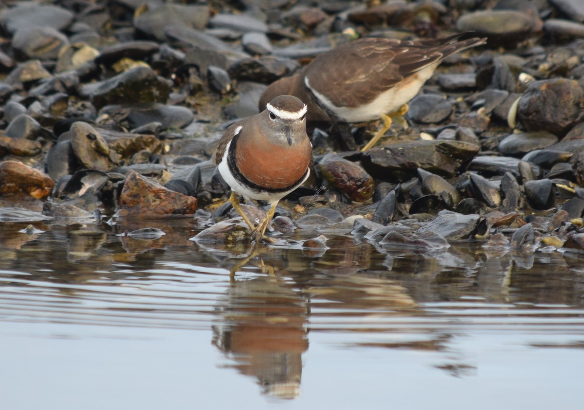 Rufous-chested Dotterel - Macarena Acosta Manjarrés