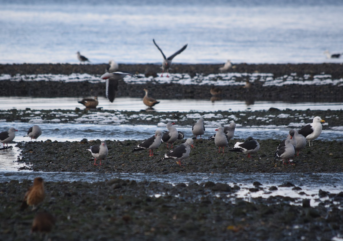 Dolphin Gull - ML354503161