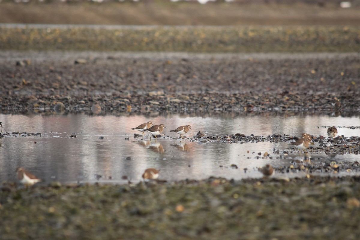 Rufous-chested Dotterel - ML354503171