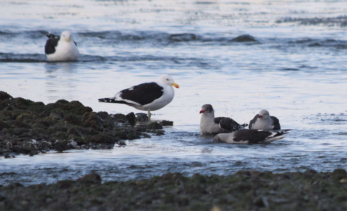 Kelp Gull - ML354503421