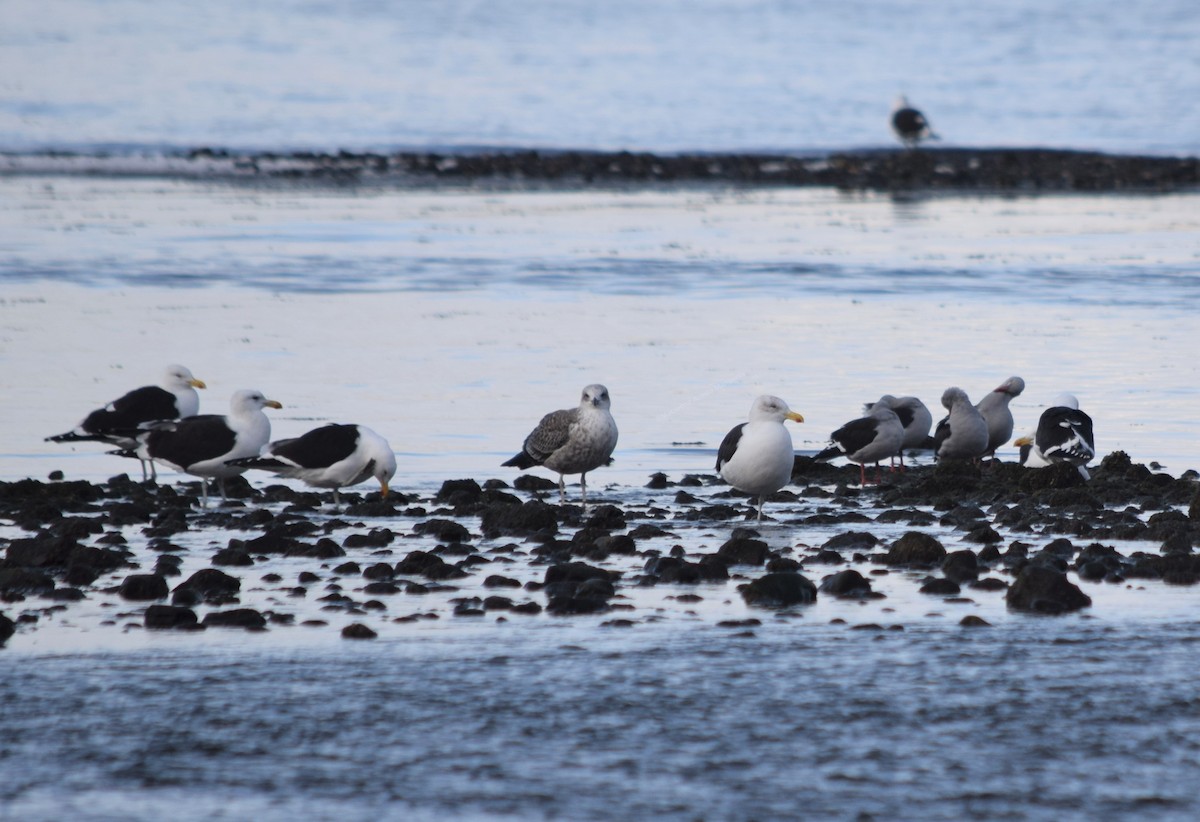 Kelp Gull - ML354503441