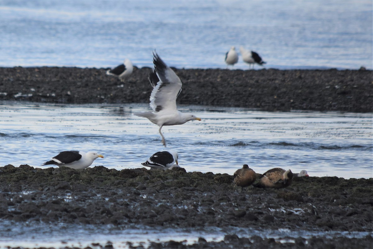 Kelp Gull - ML354503451