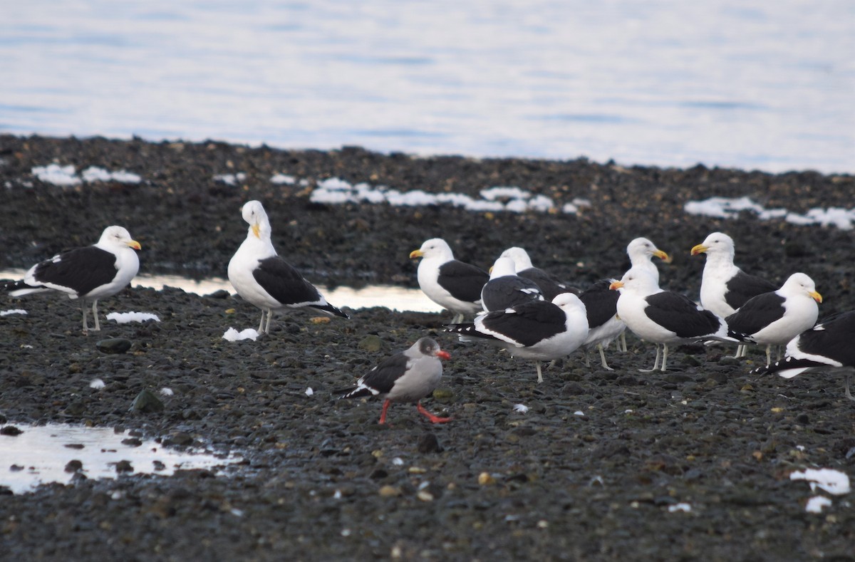 Kelp Gull - ML354503461