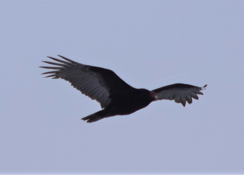 Turkey Vulture - ML354503471