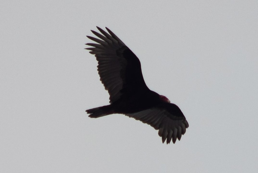 Turkey Vulture - ML354503481