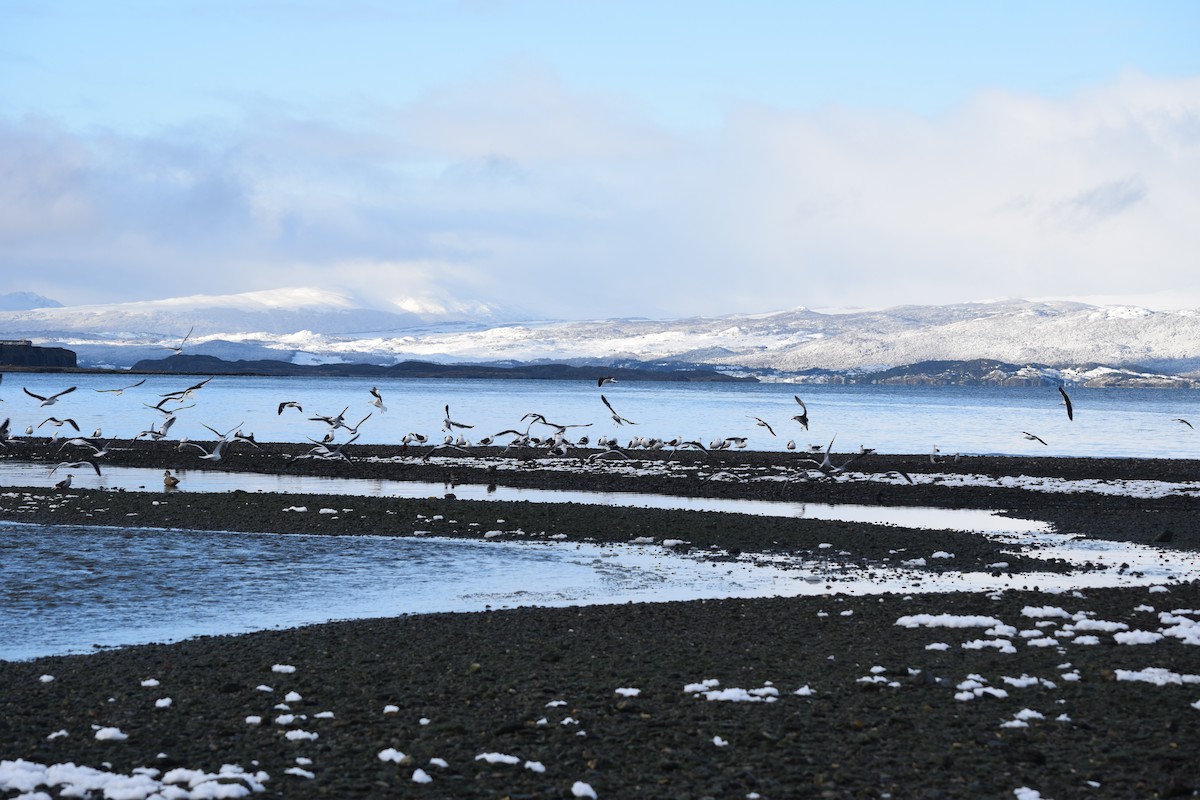 Kelp Gull - ML354503531