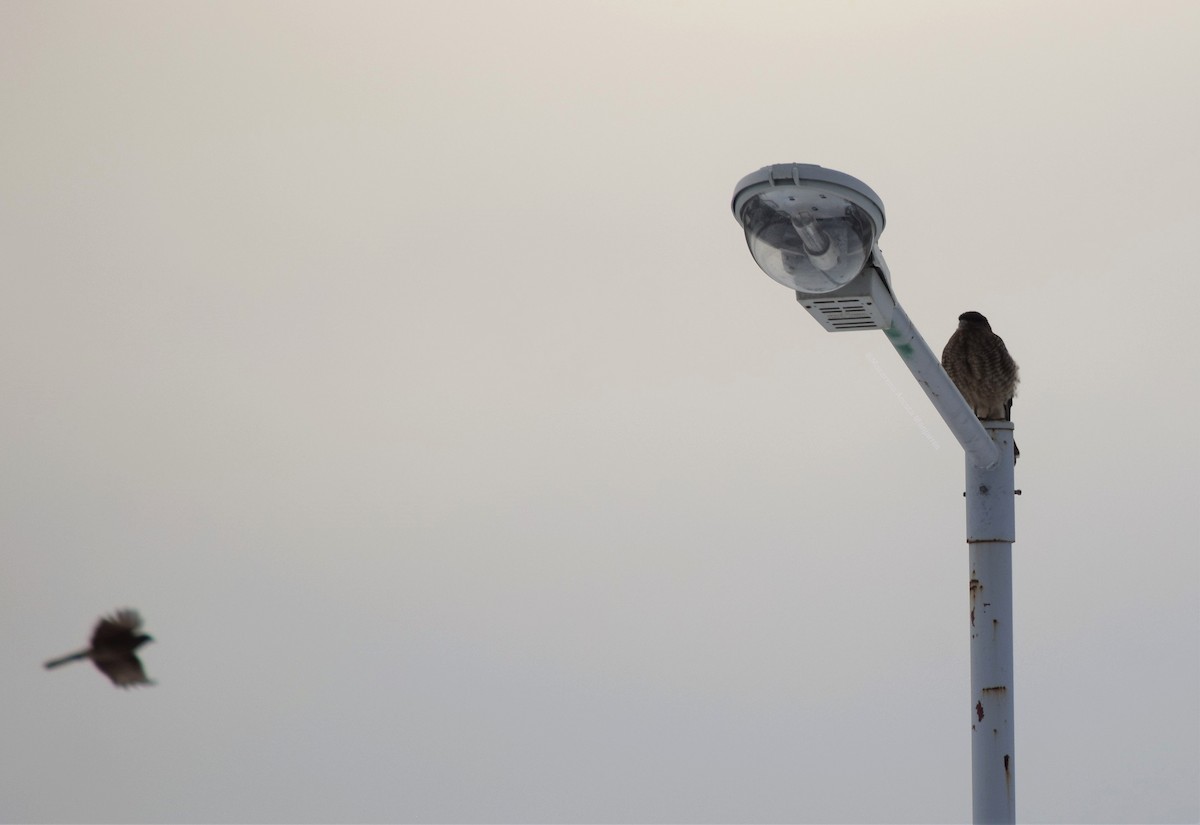 Chimango Caracara - ML354503571