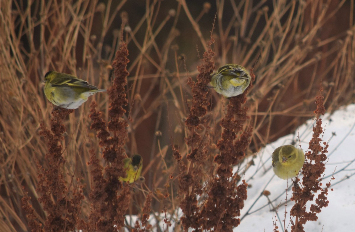 Black-chinned Siskin - ML354503611