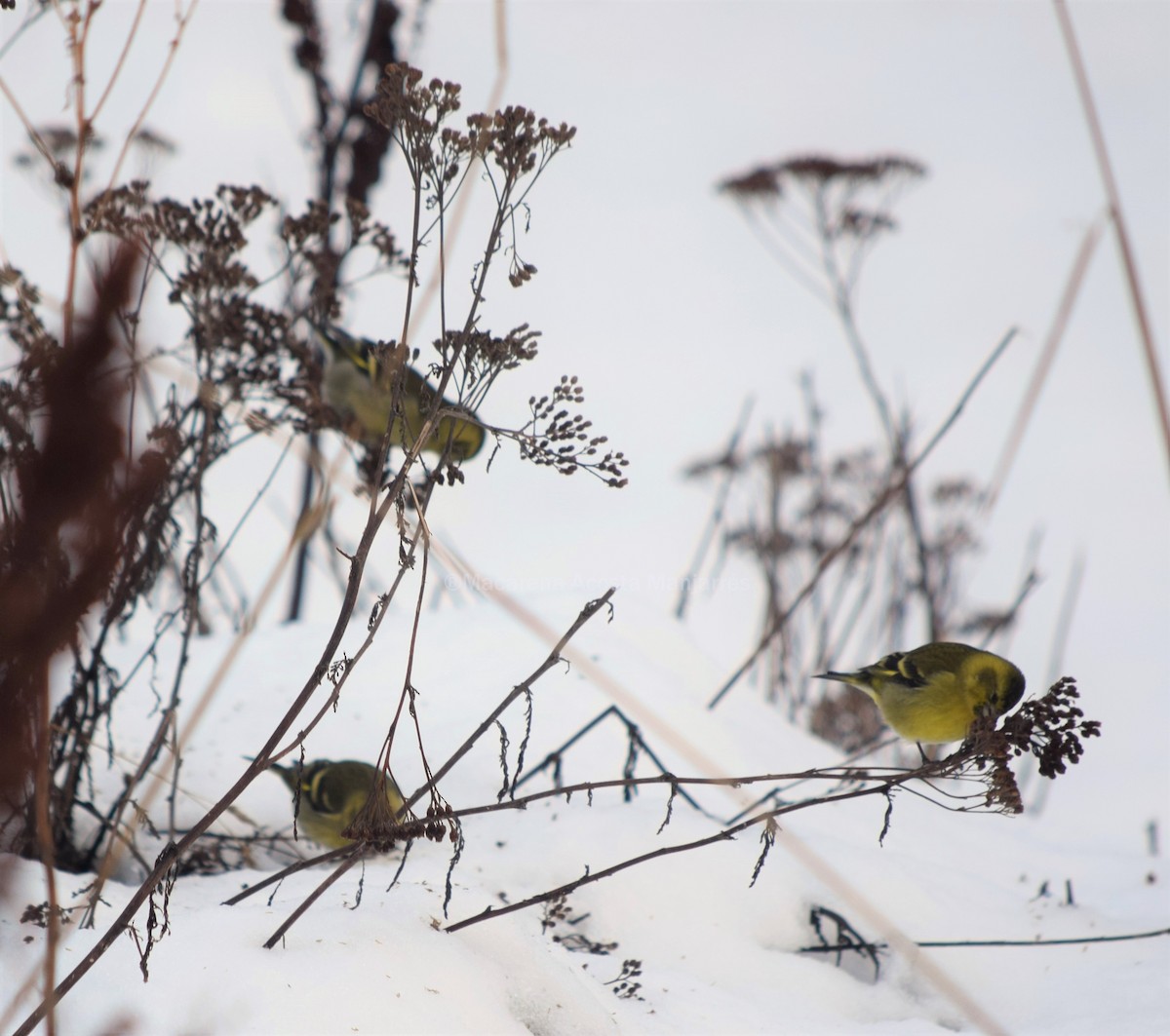 Black-chinned Siskin - ML354503631