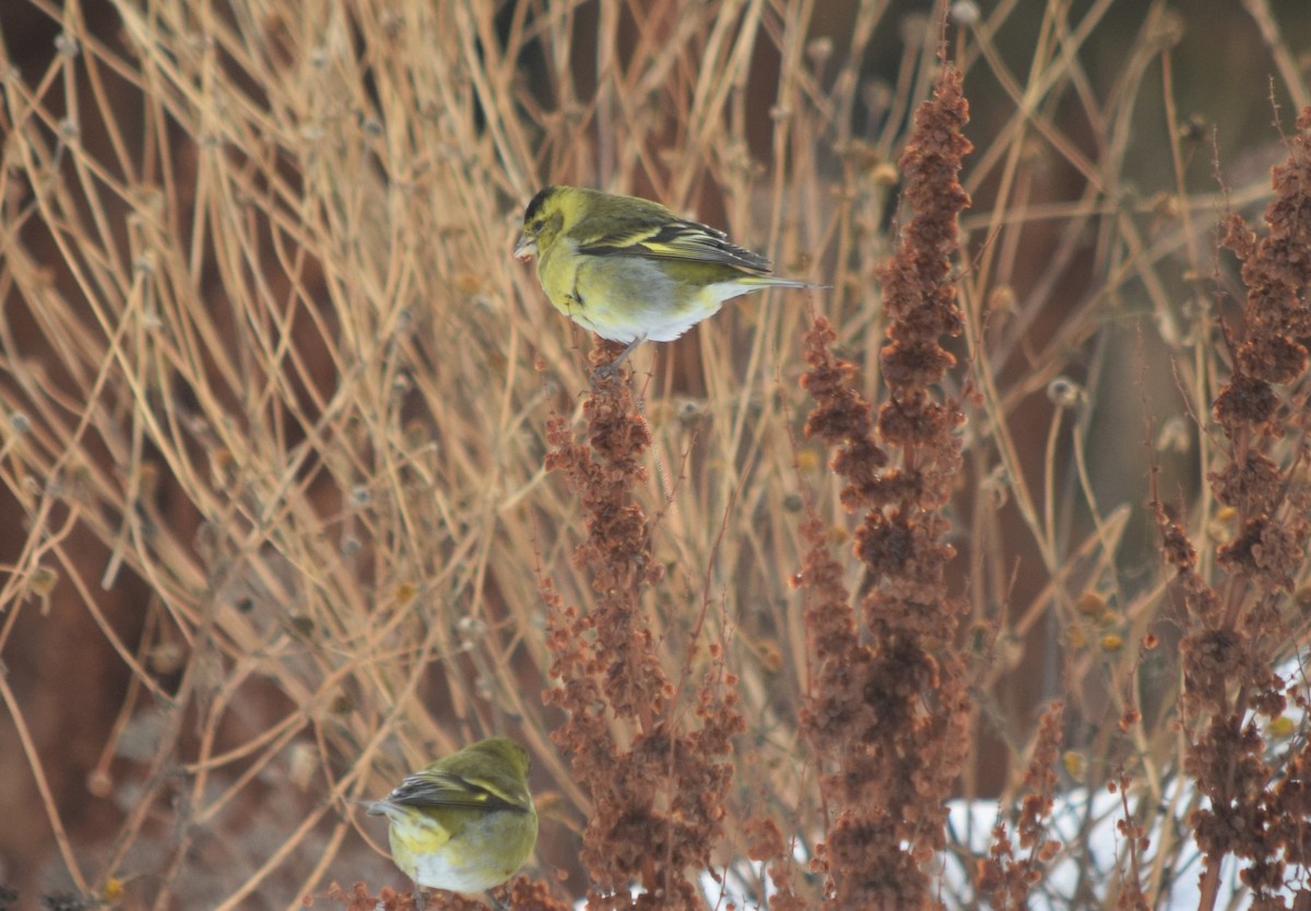 Black-chinned Siskin - ML354503641