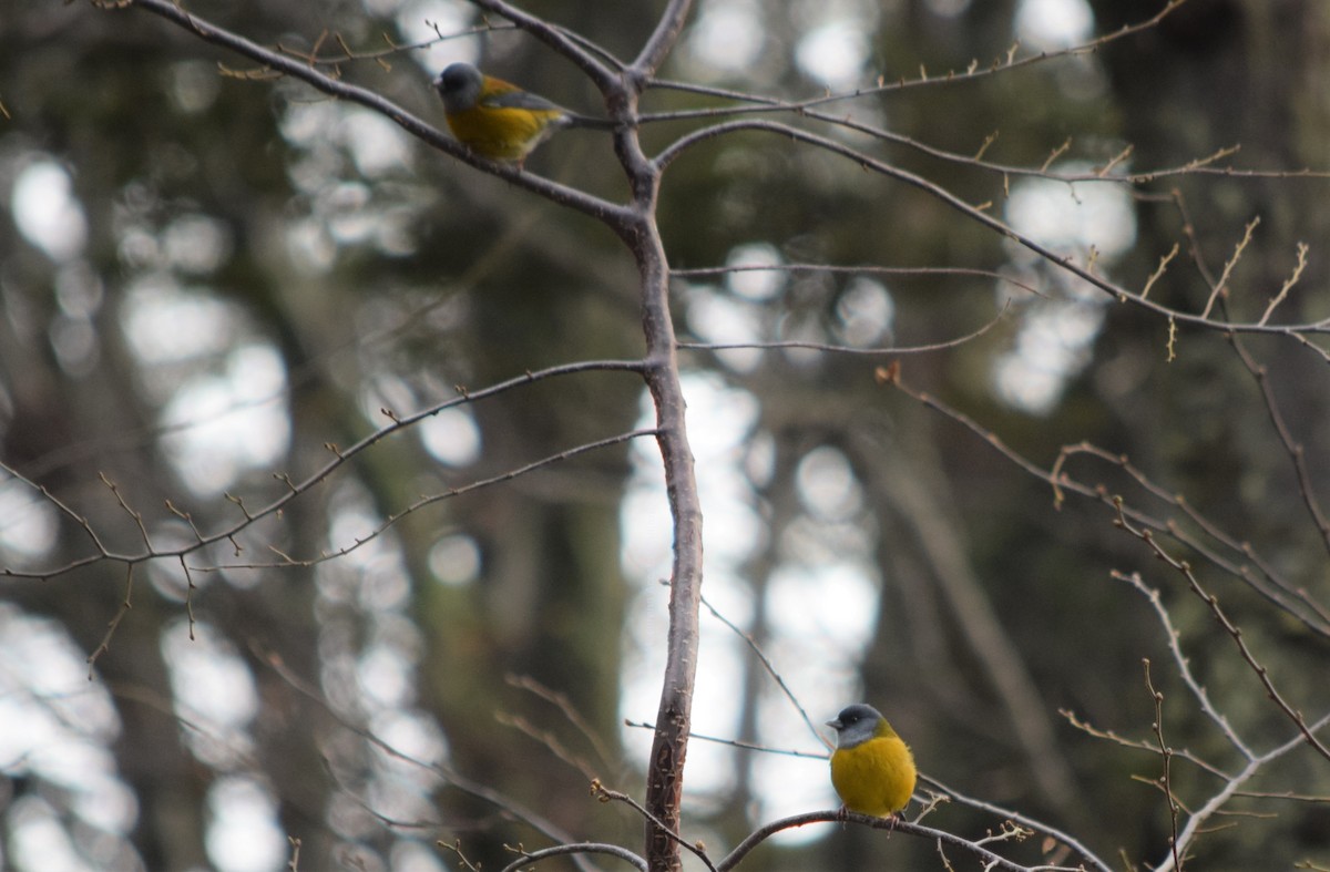 Patagonian Sierra Finch - ML354503731