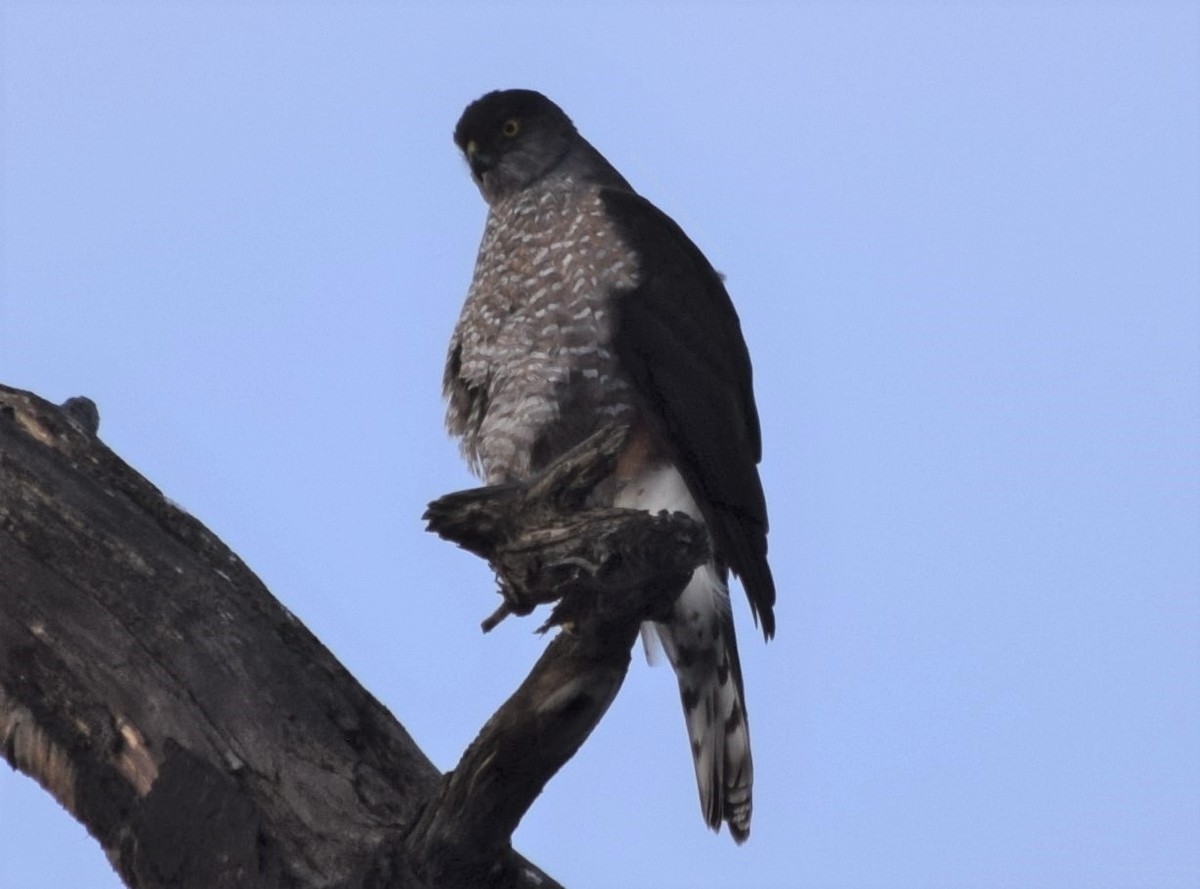 Chilean Hawk - ML354504021