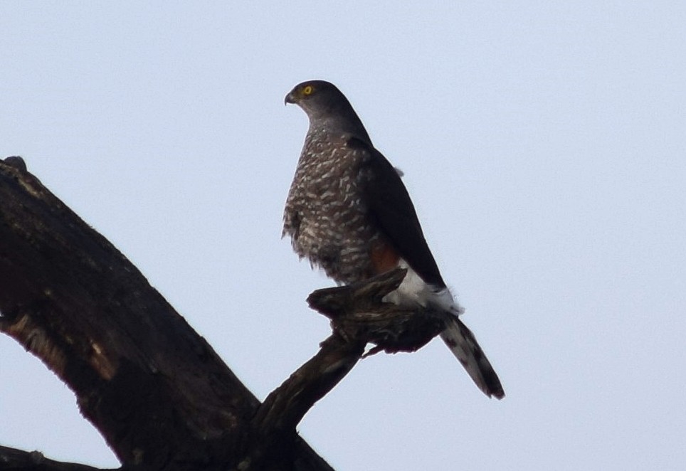 Chilean Hawk - ML354504031