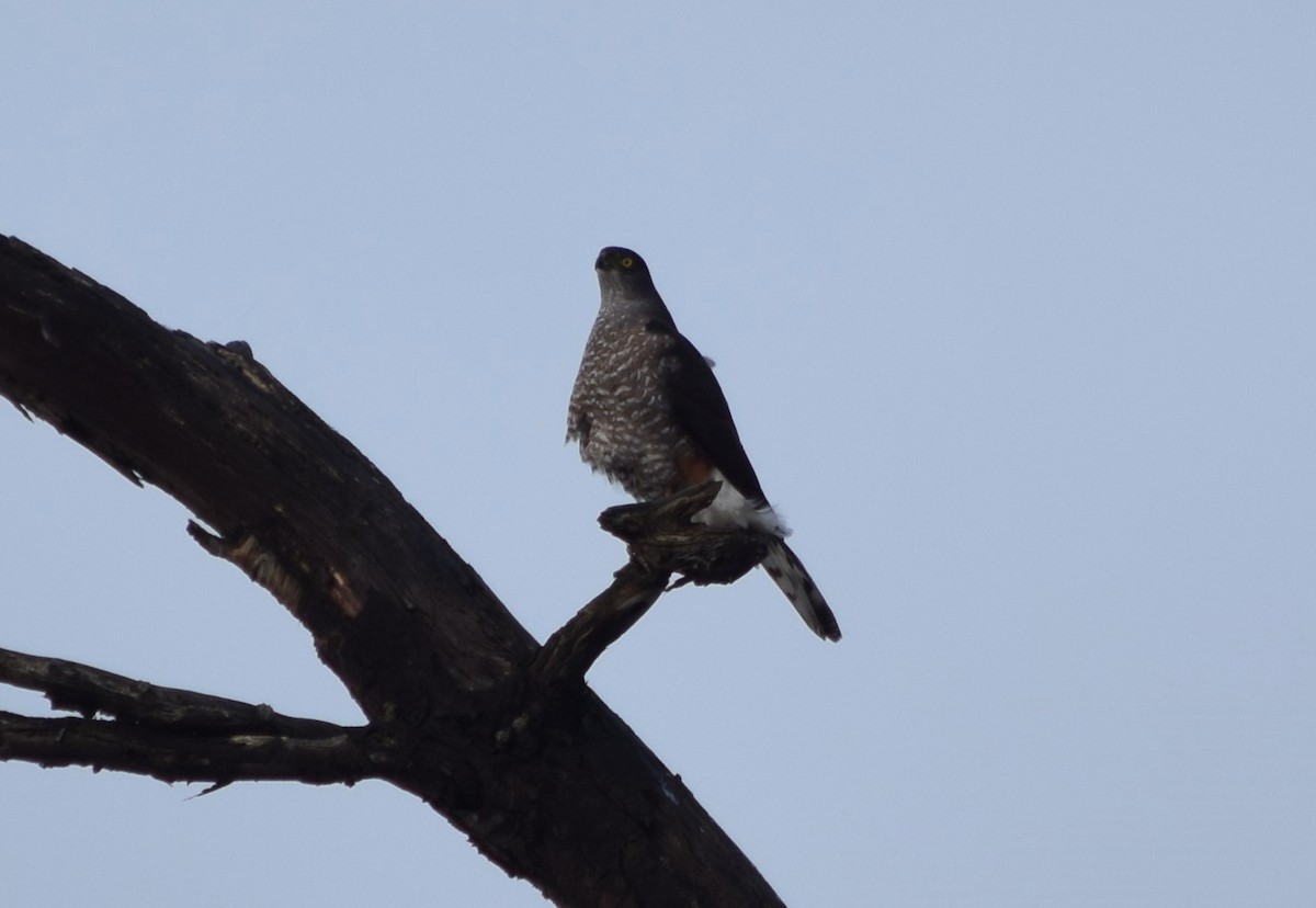 Chilean Hawk - ML354504051