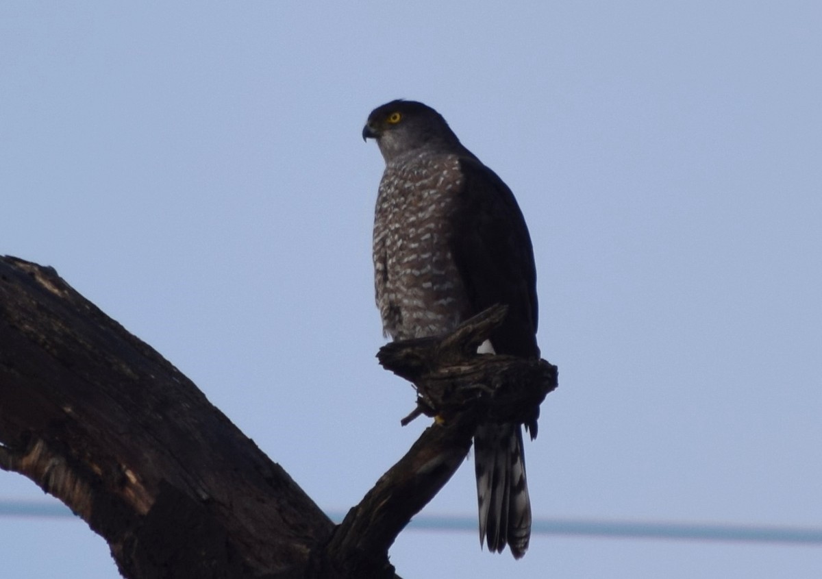 Chilean Hawk - ML354504061