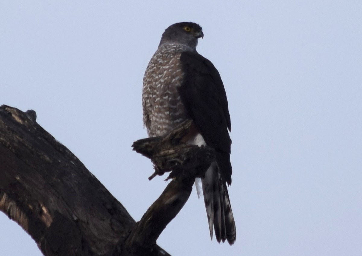 Chilean Hawk - ML354504071